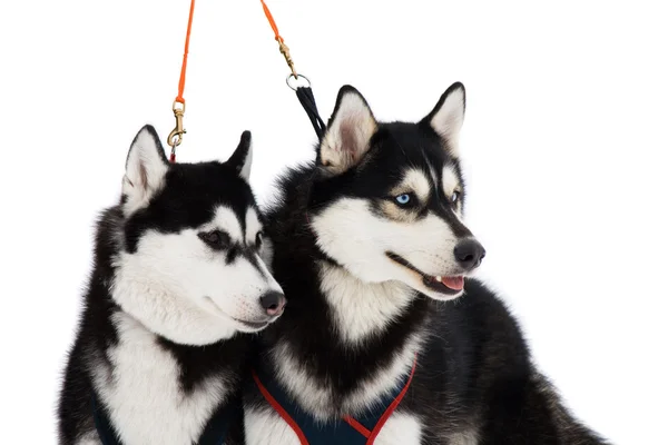 stock image Two husky dogs