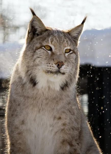 Cute lynx — Stock Photo, Image