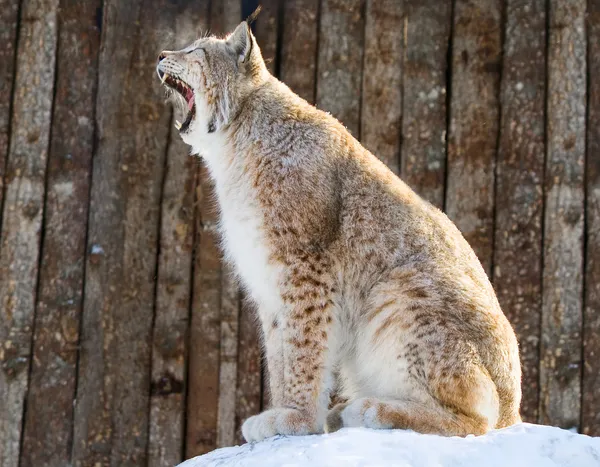 Lynx zívat — Stock fotografie