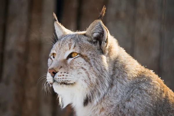 Lynx 초상화 — 스톡 사진
