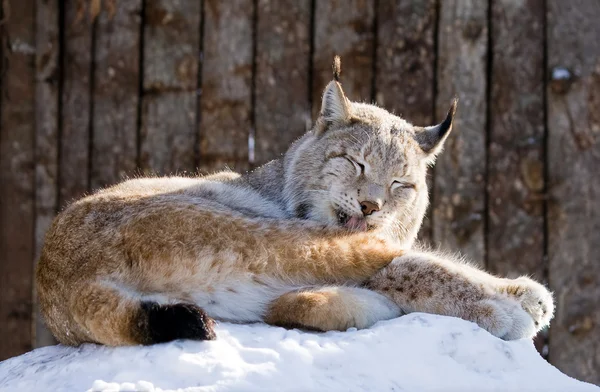 Lynx on snow — Stock Photo, Image