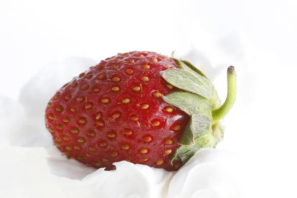 Erdbeere in Sahne — Stockfoto
