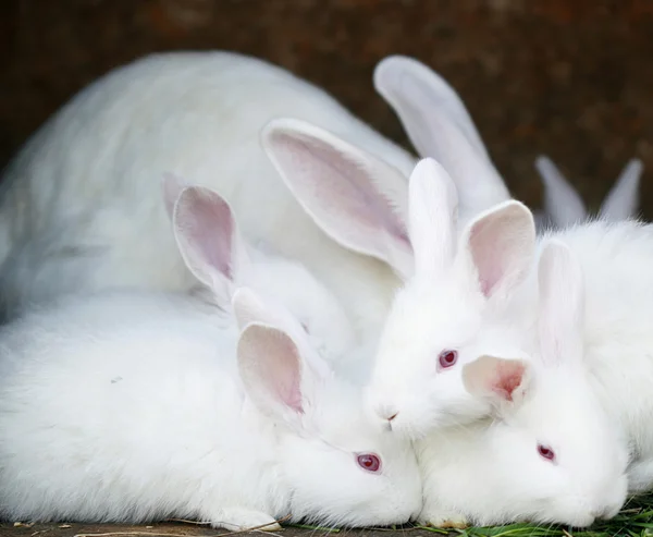 stock image Bunny