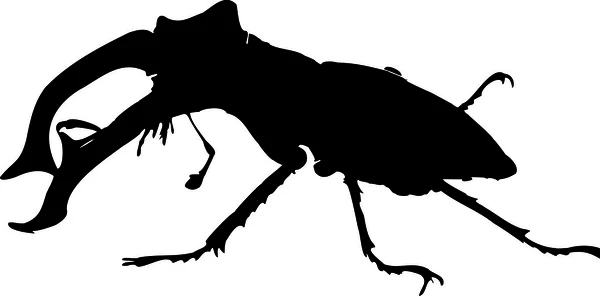 Clipart de besouro-veado macho — Fotografia de Stock