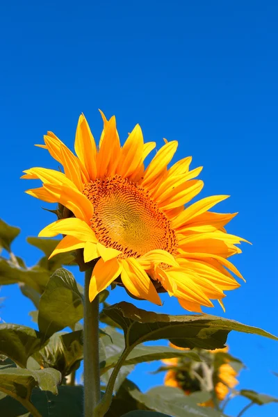 stock image Sunflower