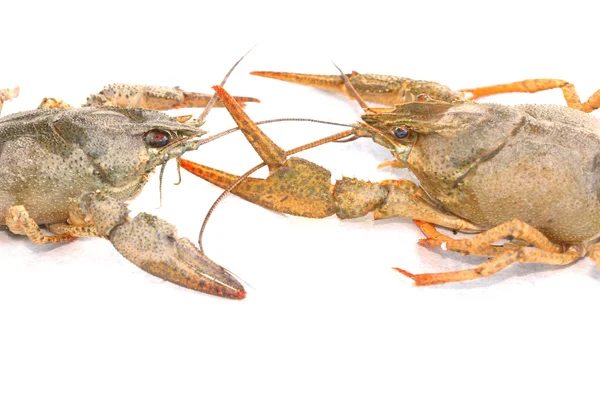 Lobsters fight — Stock Photo, Image