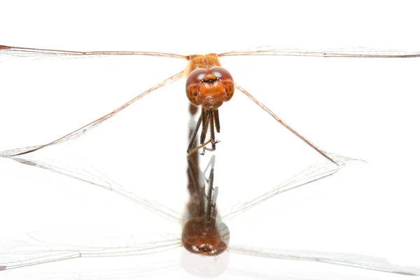 stock image Dragonfly