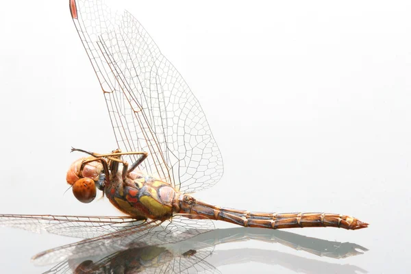 stock image Dead dragonfly