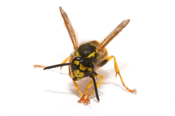 Wasp — Stock Photo, Image