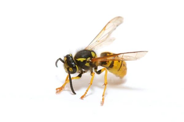 stock image Wasp