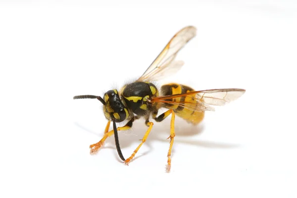 stock image Wasp