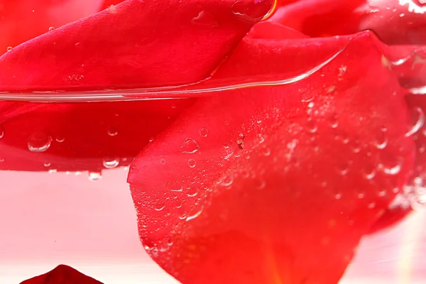 Roses petals — Stock Photo, Image