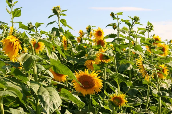 stock image Sunflowers