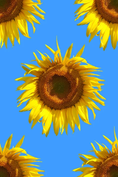 Олія соняшникова візерунком — стокове фото