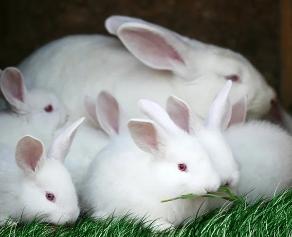 兔子 免版税图库照片