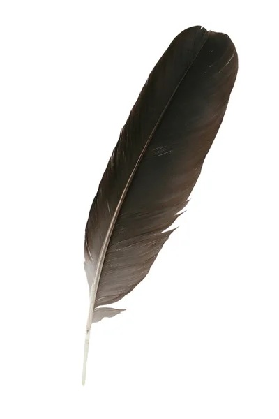 Feather close-up Royalty Free Stock Images