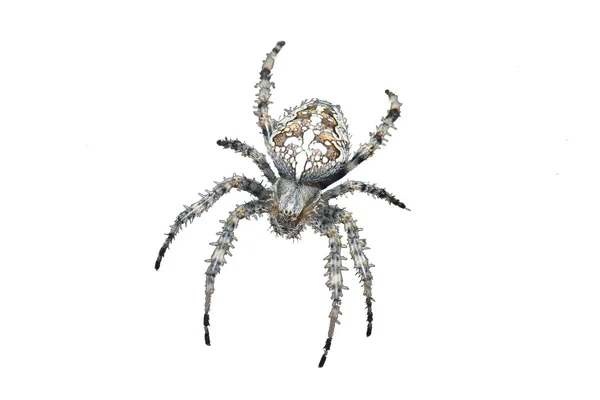 Людина-павук ізольовані Стокове Фото