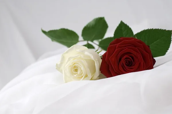Red and white roses — Stock Photo, Image