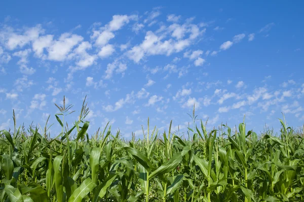 stock image Green landscape with blue sky