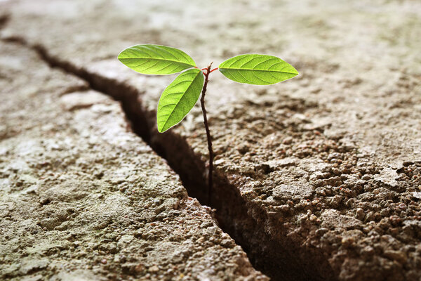 Sprout growing out of concrete Royalty Free Stock Photos