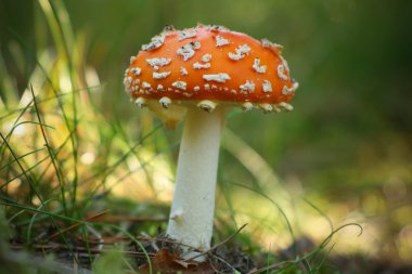 Poisonous fungus clipart