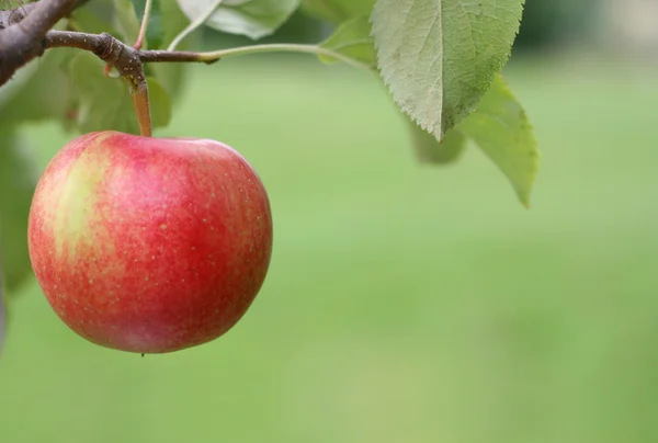 Äpple på ett träd Stockbild