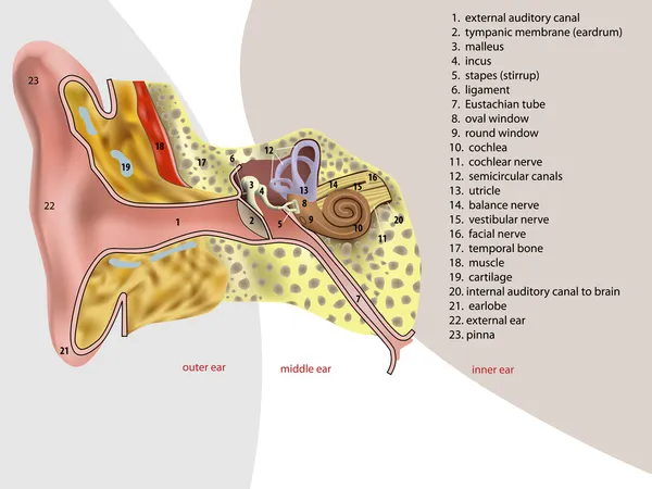 Anatomie de l'oreille — Image vectorielle