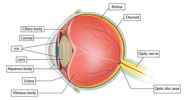 Eye anatomy — Stock Vector