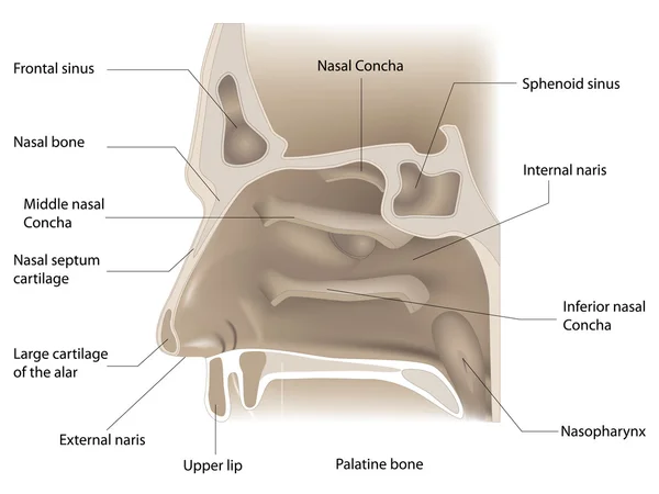 Анатомия носа — стоковый вектор