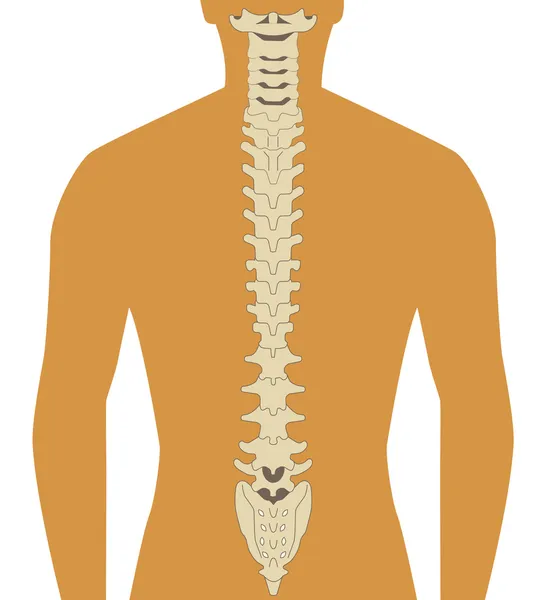 Mänskliga ryggrad — Stock vektor