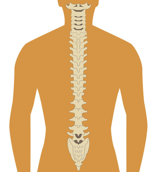 позвоночник человека
