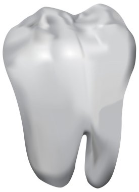 molar diş