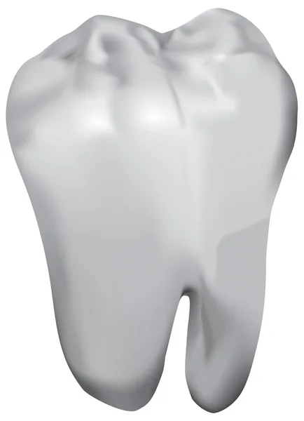 Molární zuby — Stockový vektor