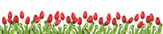 fehér háttér - virágok piros tulipán csokor