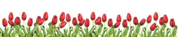 Kytice červených tulipánů na bílém pozadí - květiny — Stock fotografie