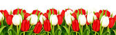 fehér háttér - virágok a tulipán csokor