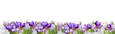 Spring flowers background clipart