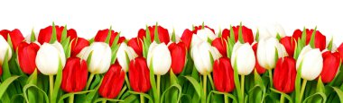 Bouquet of tulips on white background - flowers clipart