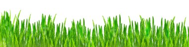 Green Grass clipart