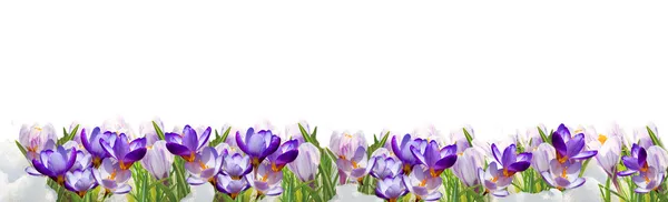 Jarní květiny pozadí — Stock fotografie