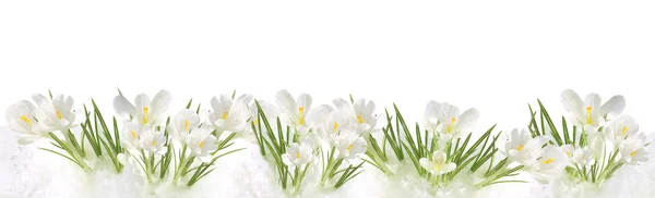 Spring flowers background — Stock Photo, Image