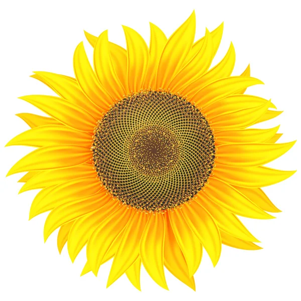 stock image Sunflower on a white background