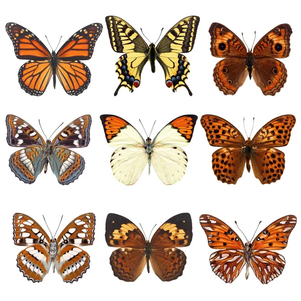 Бабочки, изолированные на белых — стоковое фото
