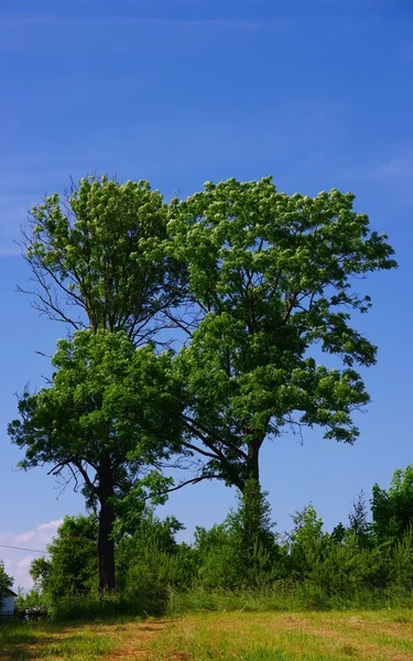 Two big trees — Stock Photo, Image