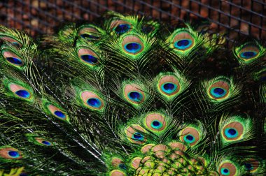 Peacock feathers clipart