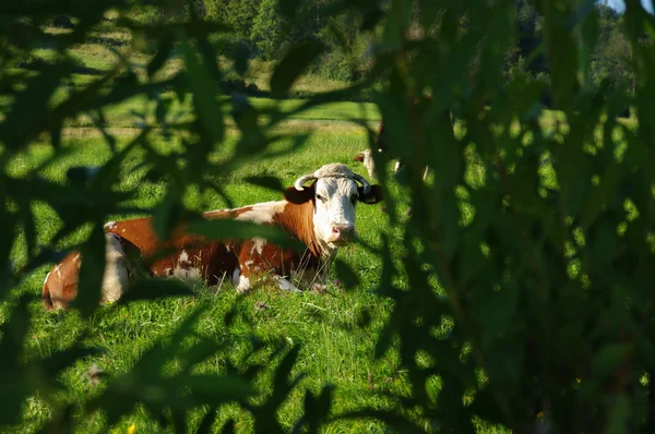 Kráva na pastvině — Stock fotografie