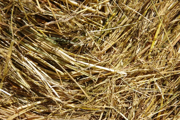 Hay in de zon — Stockfoto