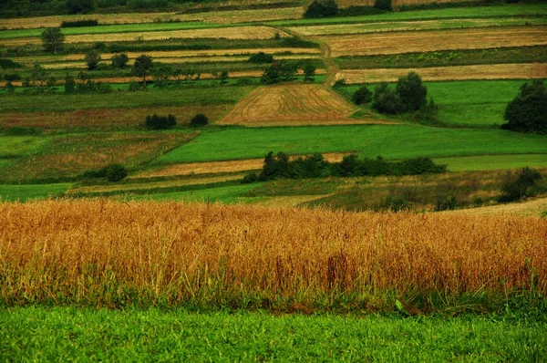 stock image Village landscape.