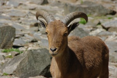 Chamois güneş