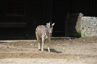 Zebra hayvanat bahçesinde